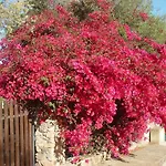 Casa A 300mt.dal Mare Calasinzias, 6 Letti, Ac, Pets Welcome, Wi-fi Free Σπίτι διακοπών *